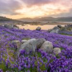 Beth Young, Morning Clouds and Lupine, Folsom Lake, 2021 Digital photography on metal print 30"x 18.5", $225