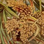 Palm Flowers, Pastel, 18” x 24”, 2008, $250